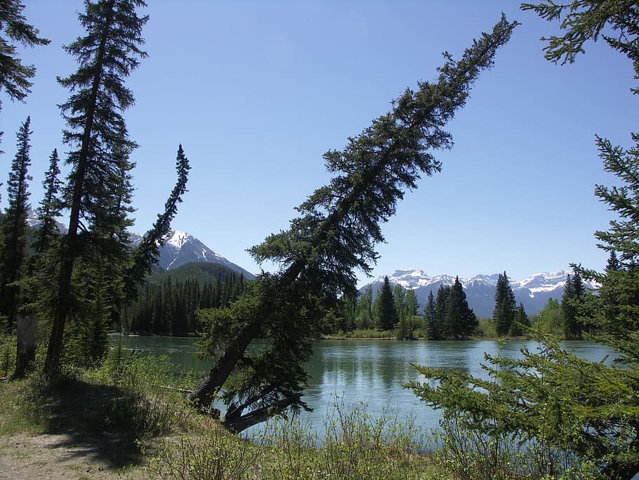 canada, banff, national park, nature, forests, banff national park HD wallpaper