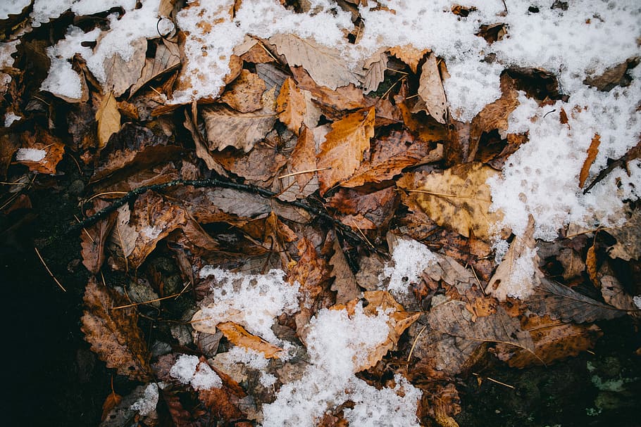 brown dried leaves on ground, dried leaves on ground, leaf, winter HD wallpaper