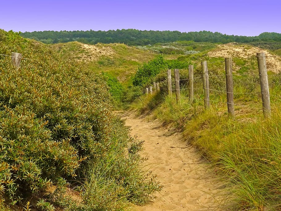 dune landscape, away, hill, path, dunes, summer, nature reserve HD wallpaper