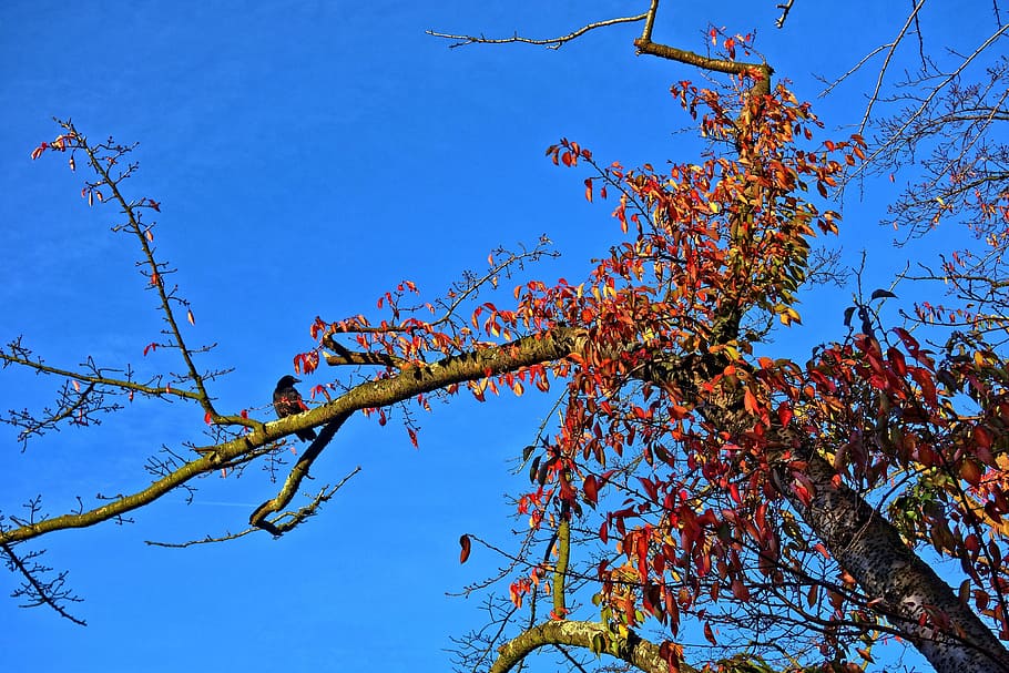 branch, bird, crow, leaves, autumn colors, plant, tree, low angle view HD wallpaper