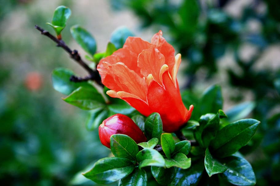 flower, bloom, bud, pomegranate, orange, bright, tree, freshness HD wallpaper