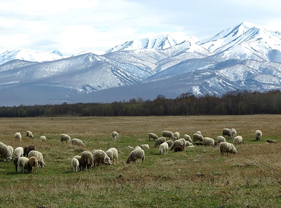 flock of sheep eating grass with mountain background, pasture