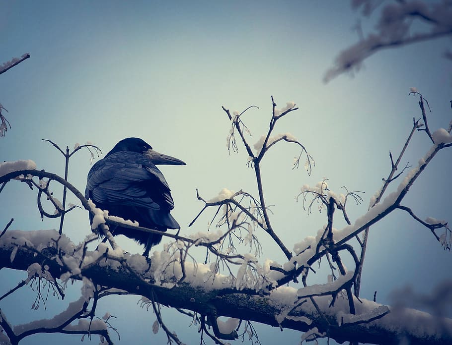 black crow perched on branch with snow, winter, bird, raven HD wallpaper