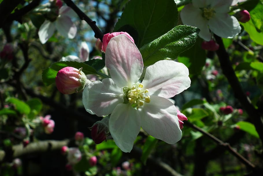 flower, tree, apple, spring, nature, branch, plant, flowering plant HD wallpaper