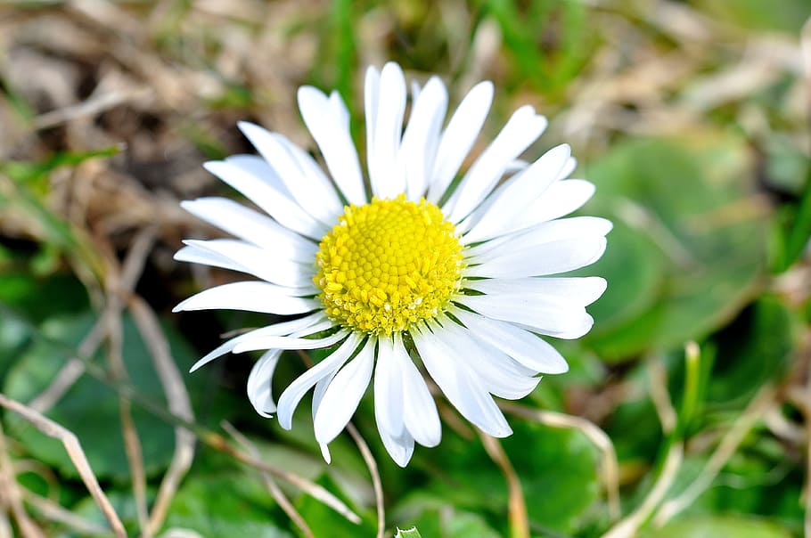 Daisy, White, Flower, Plant, Blossom, bloom, spring flower HD wallpaper
