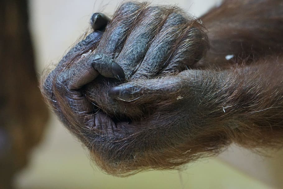 close-up photo of ape hands, Gorilla, one animal, animal body part HD wallpaper