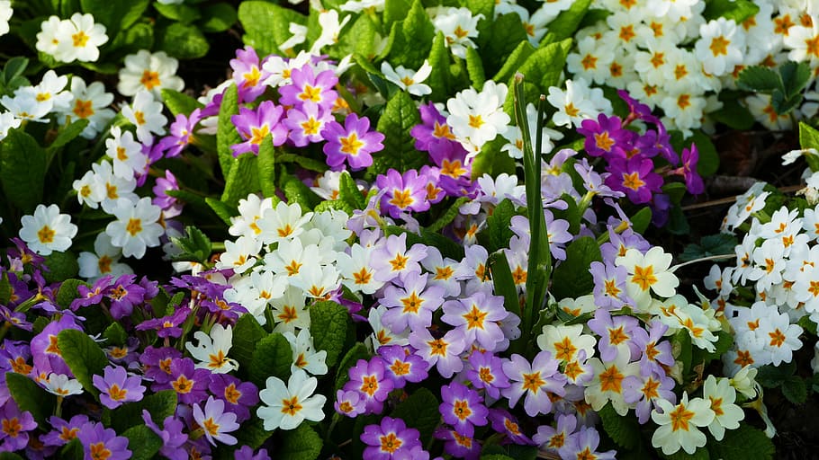 nature, flowers, spring, sun, flowering plant, freshness, vulnerability HD wallpaper