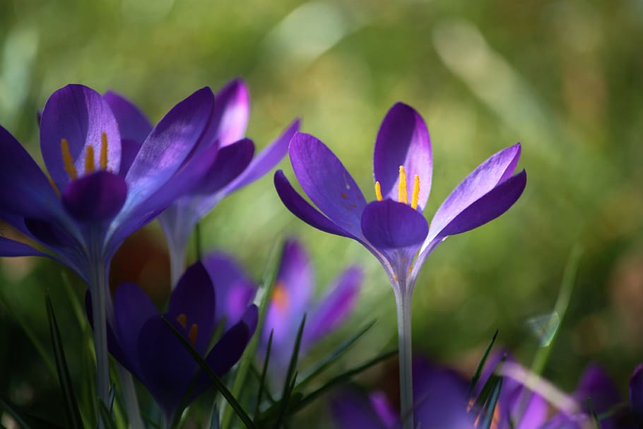 crocus, flower, spring, blossom, bloom, close, flowers, bright colours HD wallpaper