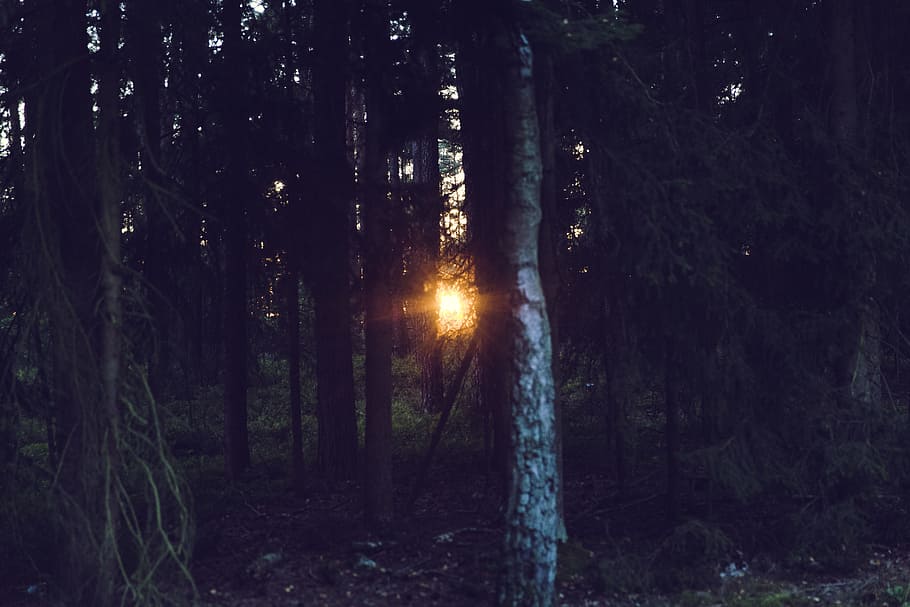 dawn, nature, sunset, sun, dusk, forest, idyllic, scenic, sunlight HD wallpaper