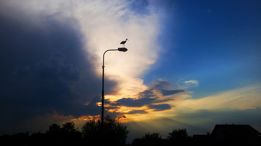 bird, cloud's, sunset, stork, sky, street light, silhouette HD wallpaper