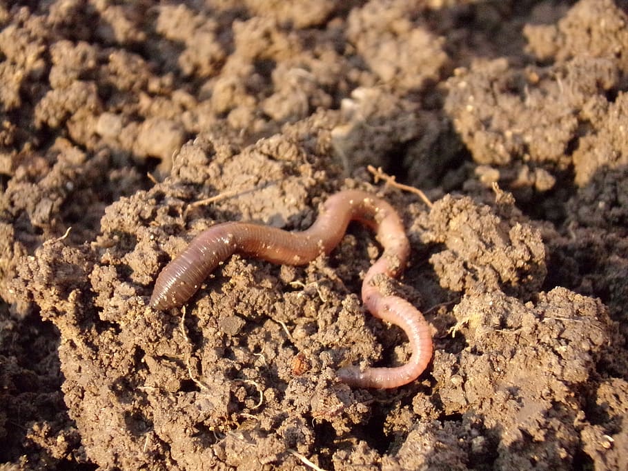 macro shot photography of work, Earthworm, Soil, Dirt, one animal HD wallpaper