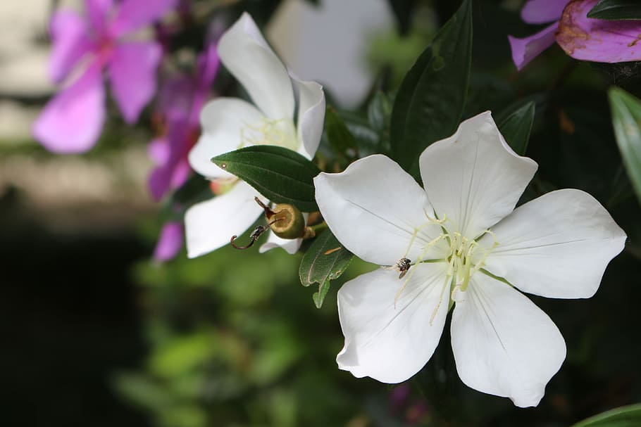 Garden, Flower, Nature, Spring, Plant, botanist, flowers, petal HD wallpaper
