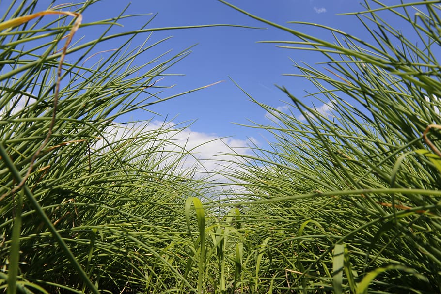 Chives, Spice, Vegetables, Field, Food, agriculture, farm, bauer HD wallpaper