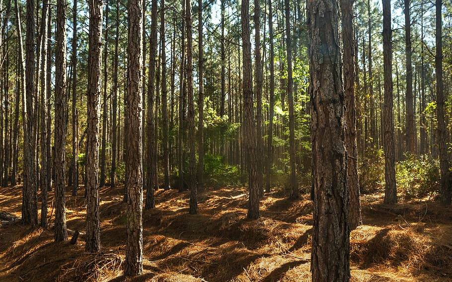 forest, trees, pine, nature, plant, land, tree trunk, beauty in nature HD wallpaper
