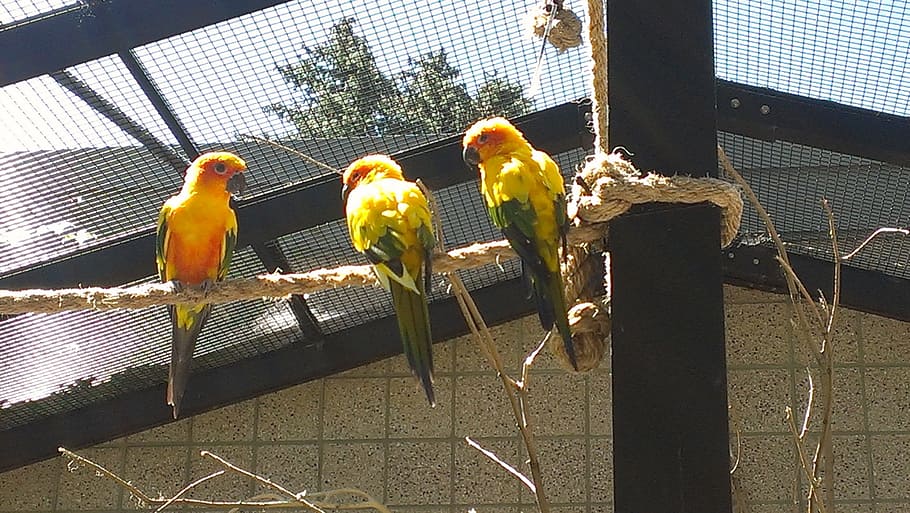 sun conyers, birds, aviary, cage, vertebrate, animal, animal themes HD wallpaper
