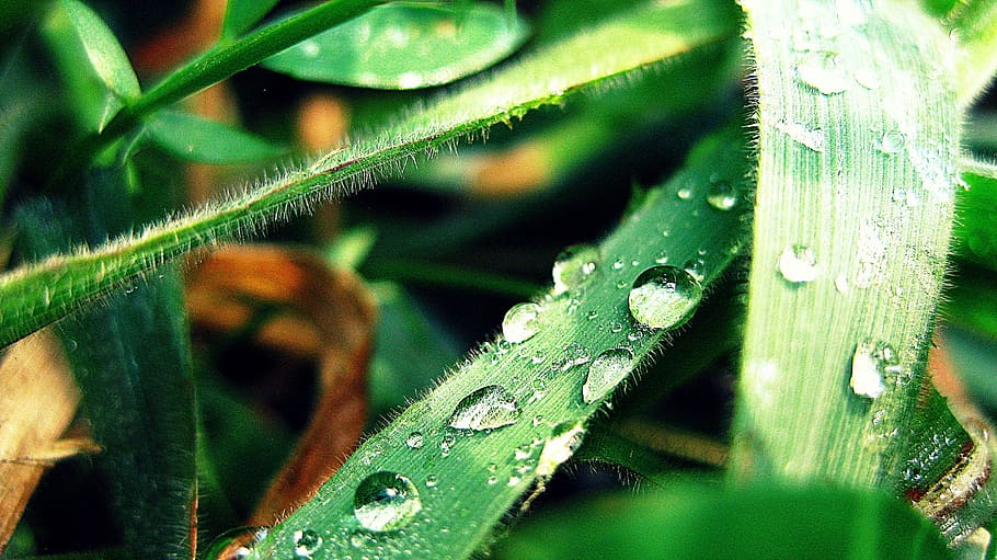 drop, leaf, bubbles, water, green, nature, plant, rain, green color HD wallpaper