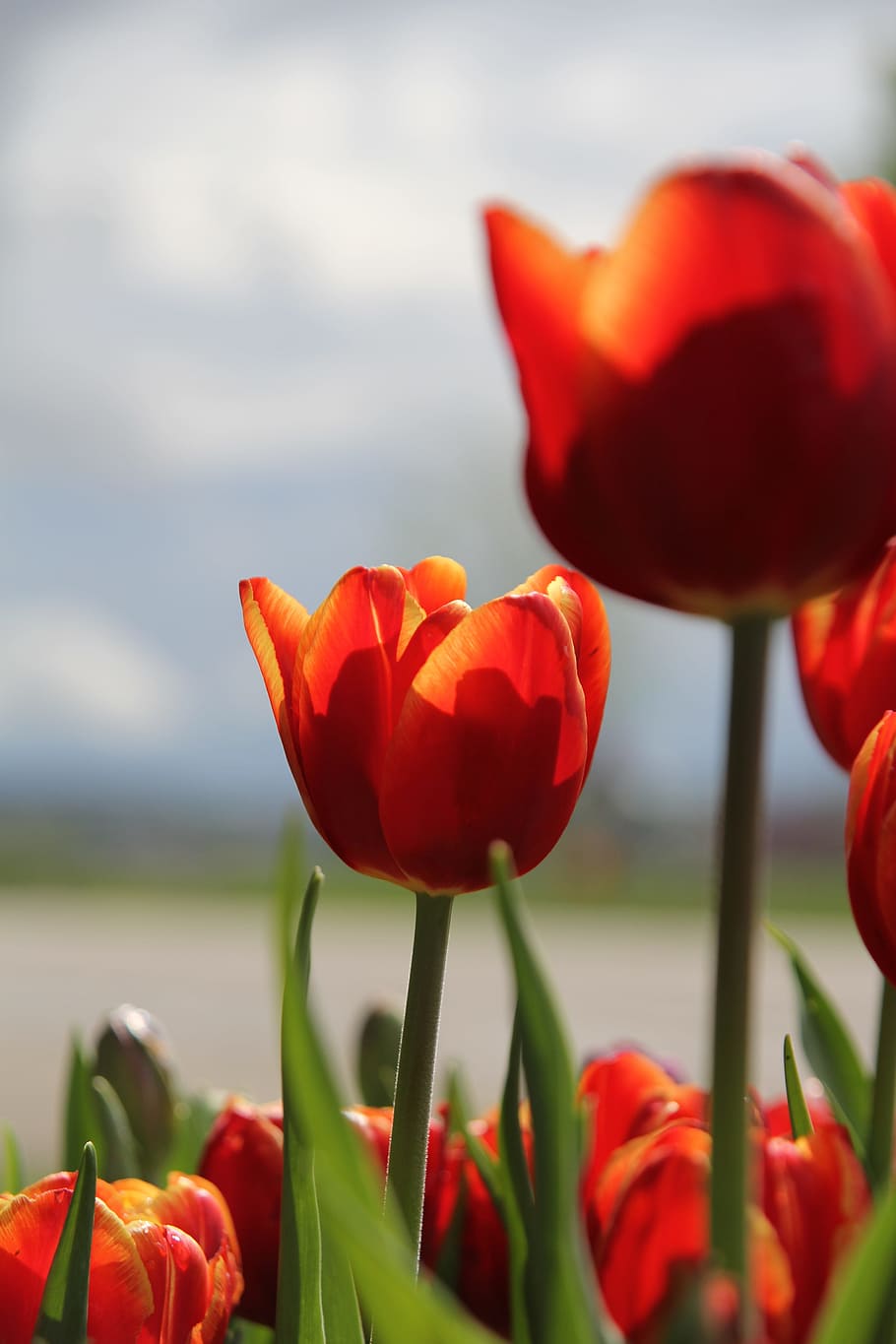 flower, tulip, red, flowering plant, freshness, beauty in nature HD wallpaper