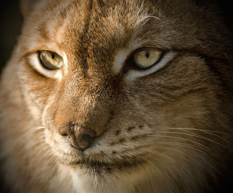 tilt shift photography of orange cat, lynx, eurasian, close HD wallpaper