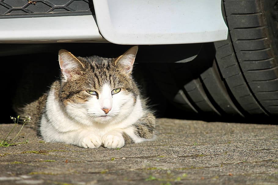 white and gray cat under car, are car, watch, attention, domestic cat, HD wallpaper
