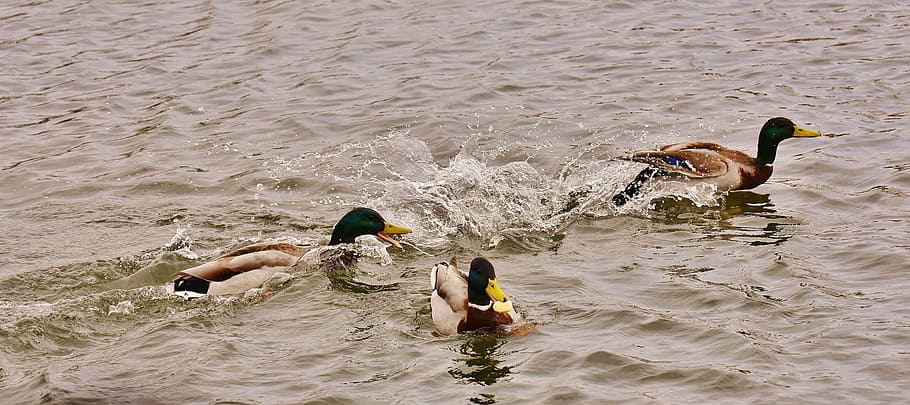 chase, ducks, mallards, water bird, duck bird, animals, drake HD wallpaper