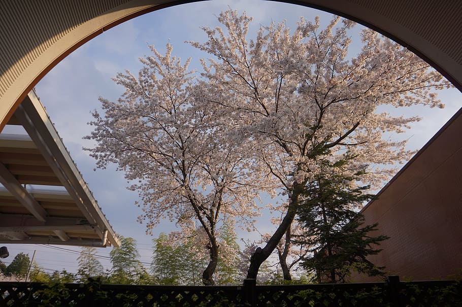 summer, tree, cherryblossum, nature, plant, architecture, sky HD wallpaper