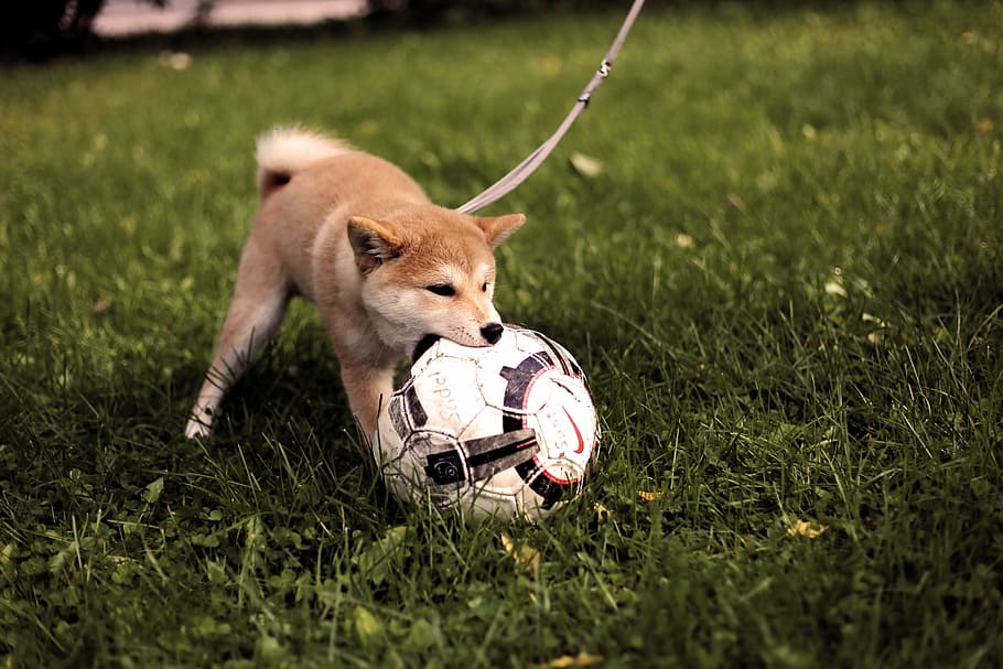 short-coated tan dog playing soccer ball on green grass field during daytime, fawn shiba inu biting soccer ball