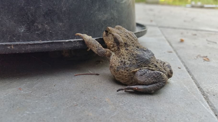frog, path, bucket, garden, animal themes, one animal, animal wildlife HD wallpaper