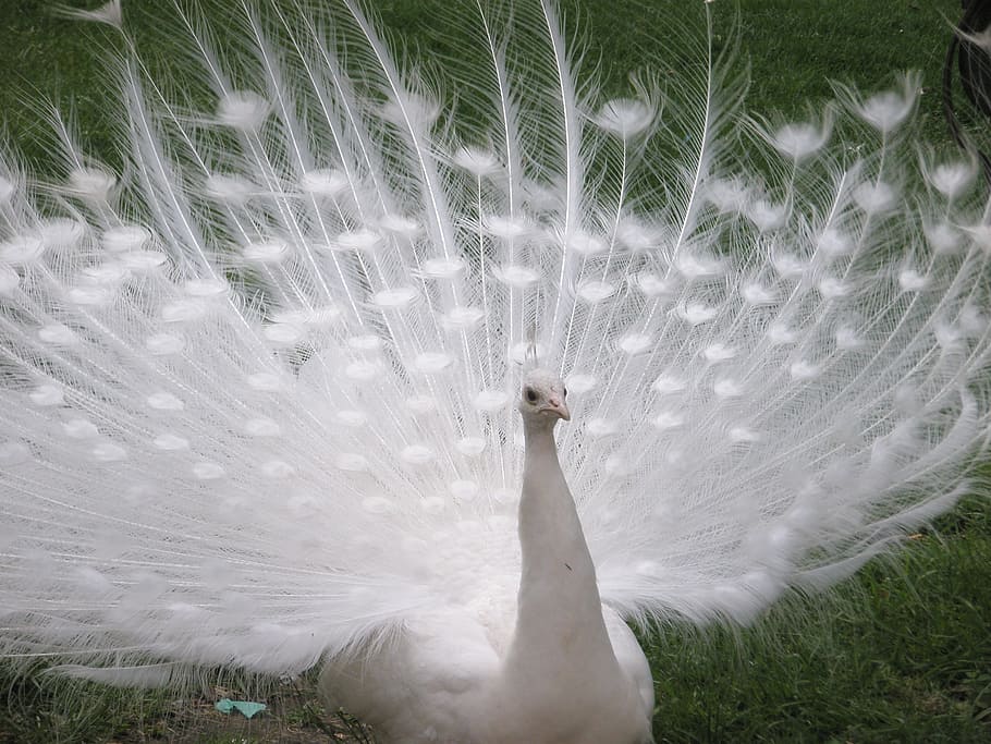 white peacock on green grass field during daytime, photo, birds HD wallpaper