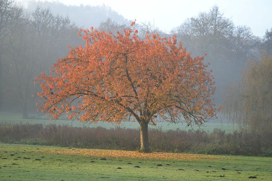 tree, colors fall, landscape, foliage, nature, autumn landscape HD wallpaper