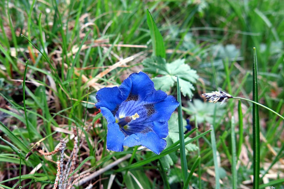 Blue blossom. Горечавка синяя. Горечавка голубая. Горечавка пурпурная. Горечавка Полевая.