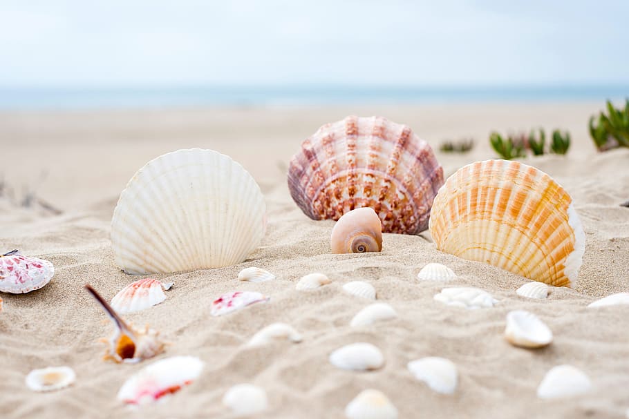 assorted-color shells, beach, sand, ocean, sea, summer, vacation