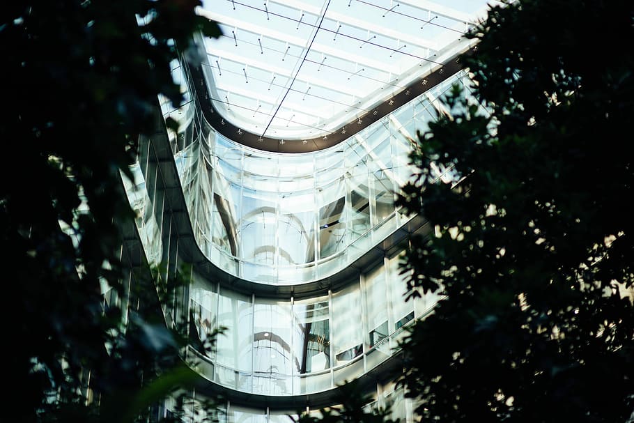 silhouette of trees near glass building, green leafed tree inside building HD wallpaper