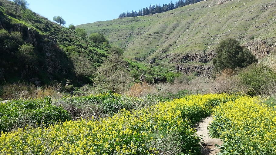Israel, Nice, View, landscape, field, plant, nature, yellow HD wallpaper