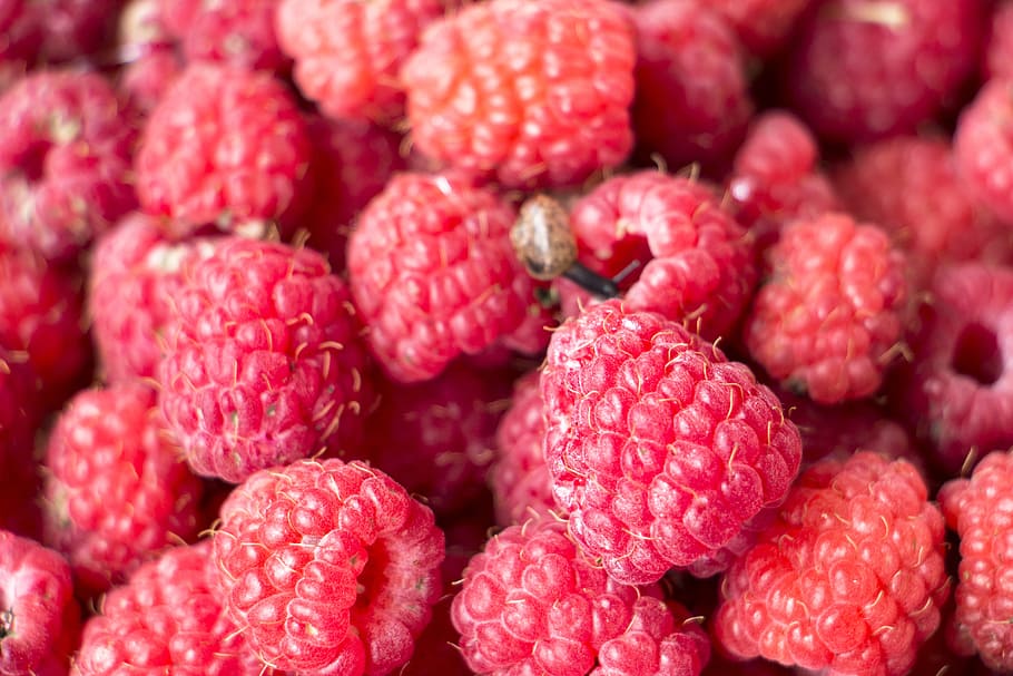raspberry, background, fresh, berries, fruit, food, ripe, healthy HD wallpaper