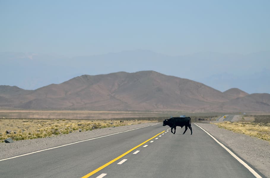 animal, black, bull, cow, grass, highway, landscape, mountain, HD wallpaper