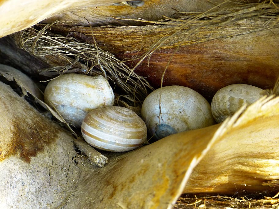 Snail, Shells, Nature, snail shells, food and drink, no people HD wallpaper