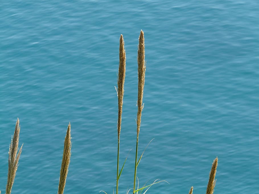 Rush, Grass, Plant, Water, Sea, Ocean, nature, growth, no people
