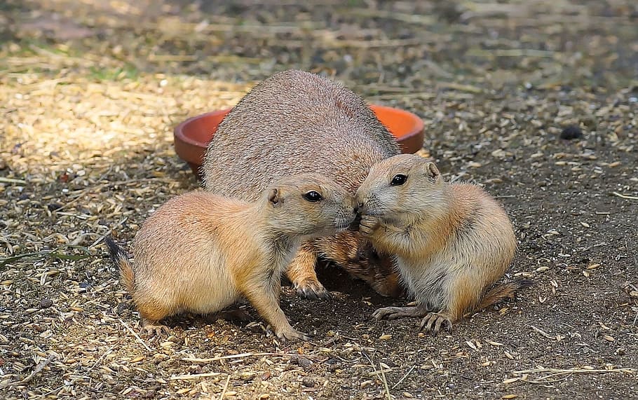 three brown rodents, prairie dog, gophers, croissant, cynomys, HD wallpaper