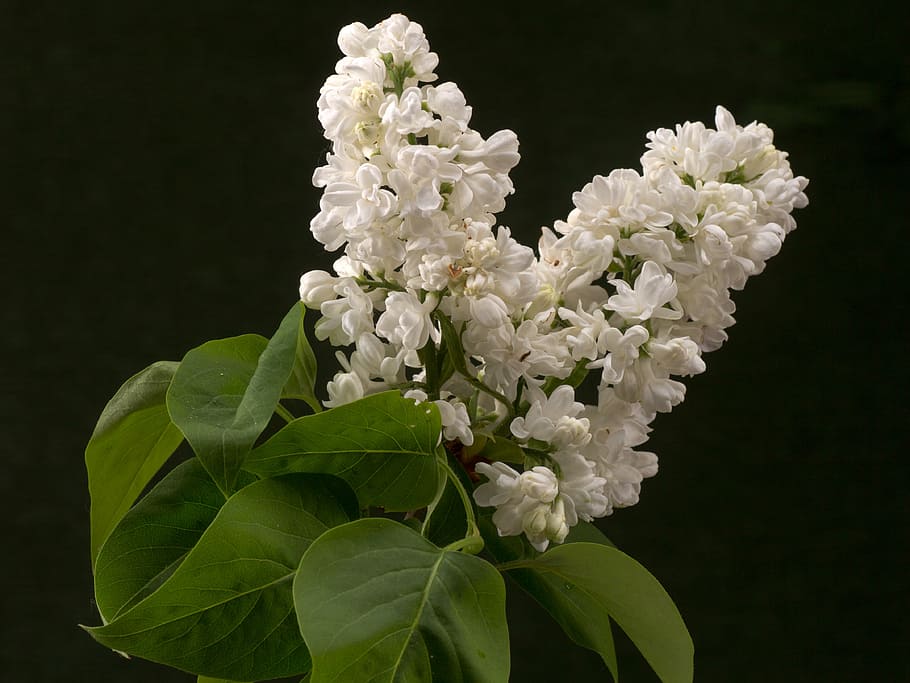 lilac, blossom, bloom, macro, ornamental shrub, lilac branch HD wallpaper