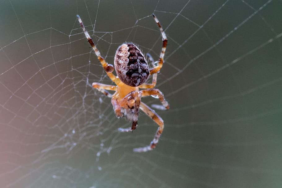 garden spider, araneus diadematus, cobweb, spider macro, close, HD wallpaper
