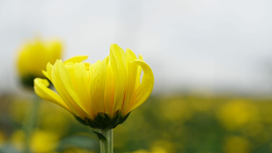 nature, flower, flora, summer, bright, yellow, freshness, flowering plant HD wallpaper
