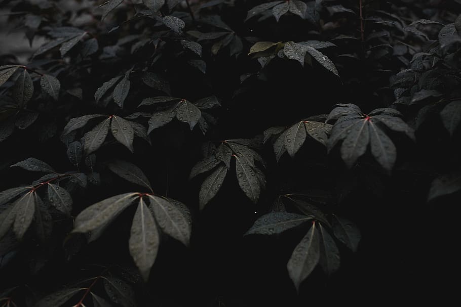 grayscale photography of plant, green leaf plants, leafy, leaves HD wallpaper