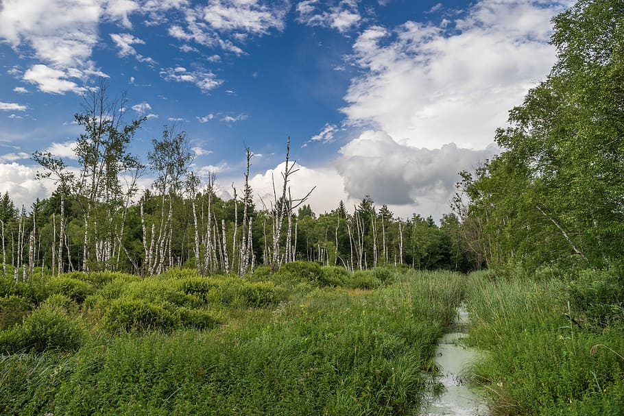 Landscape, Nature, Trees, Forest, Bach, idyllic, background HD wallpaper