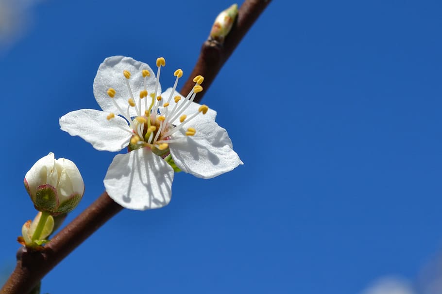 spring, blossom, flower, tree, blue sky, fragility, springtime HD wallpaper