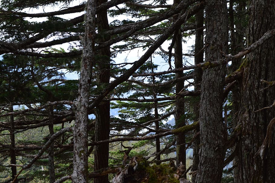 alaska, forest, america, spruce, fir, tree, plant, trunk, tree trunk HD wallpaper