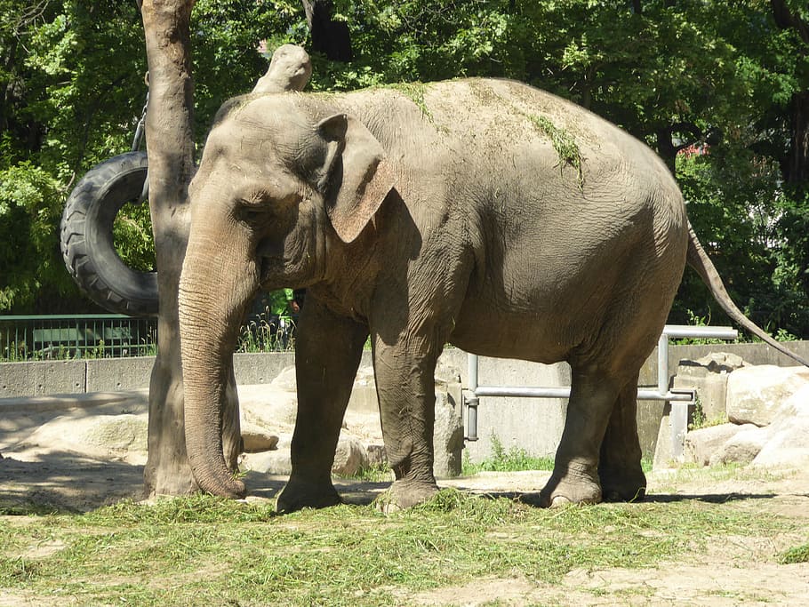 expensive, water, natural, elephant, animal themes, tree, plant HD wallpaper