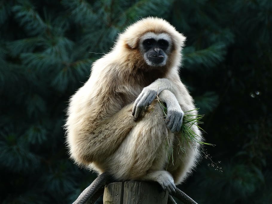 HD wallpaper: Monkeys, Gibbon, Primate | Wallpaper Flare