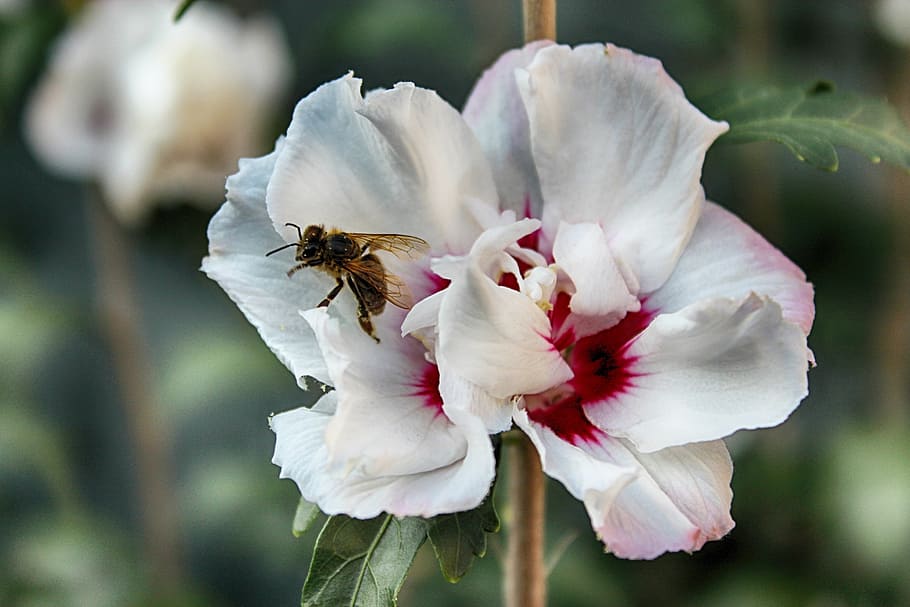 flower, bee, pollination, blossom, bloom, macro, nature, plant HD wallpaper