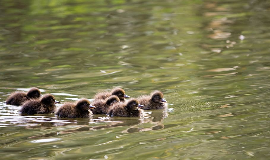 ducklings, ducks, pochard, pochards, common pochard, baby ducklings HD wallpaper