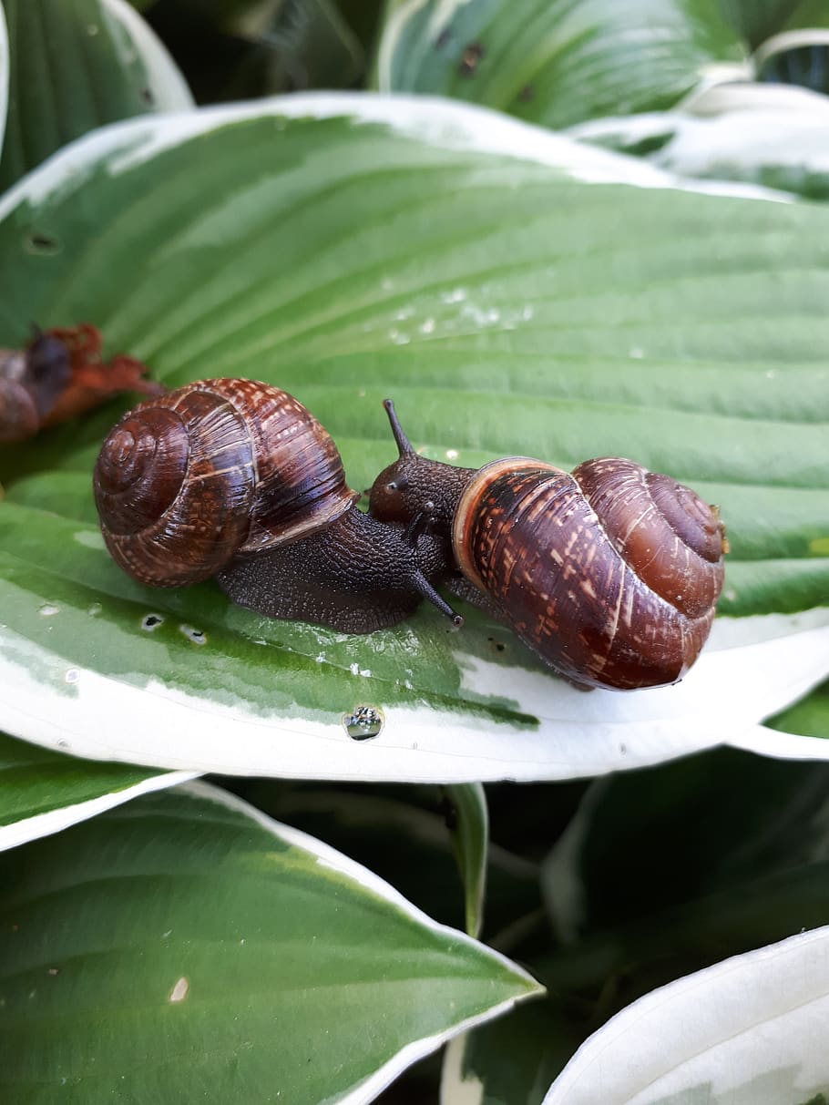 snail, macro, nature, grass, shell, creeps, slimy, animal wildlife HD wallpaper